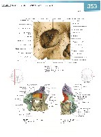 Sobotta Atlas of Human Anatomy  Head,Neck,Upper Limb Volume1 2006, page 360